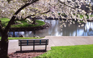 Cherry Tree and Park Bench - full