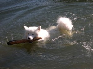 Confidence 2013 - Coconut Swimming2