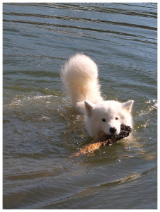 Coconut Swimming1